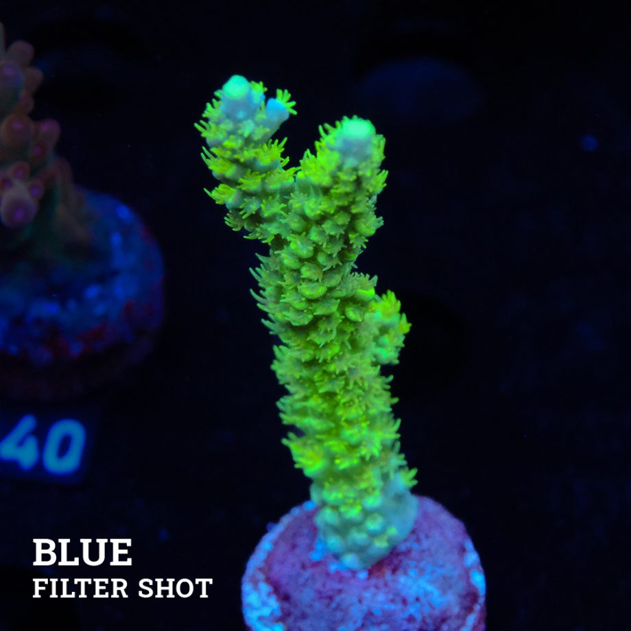 Acropora Chesterfieldensis