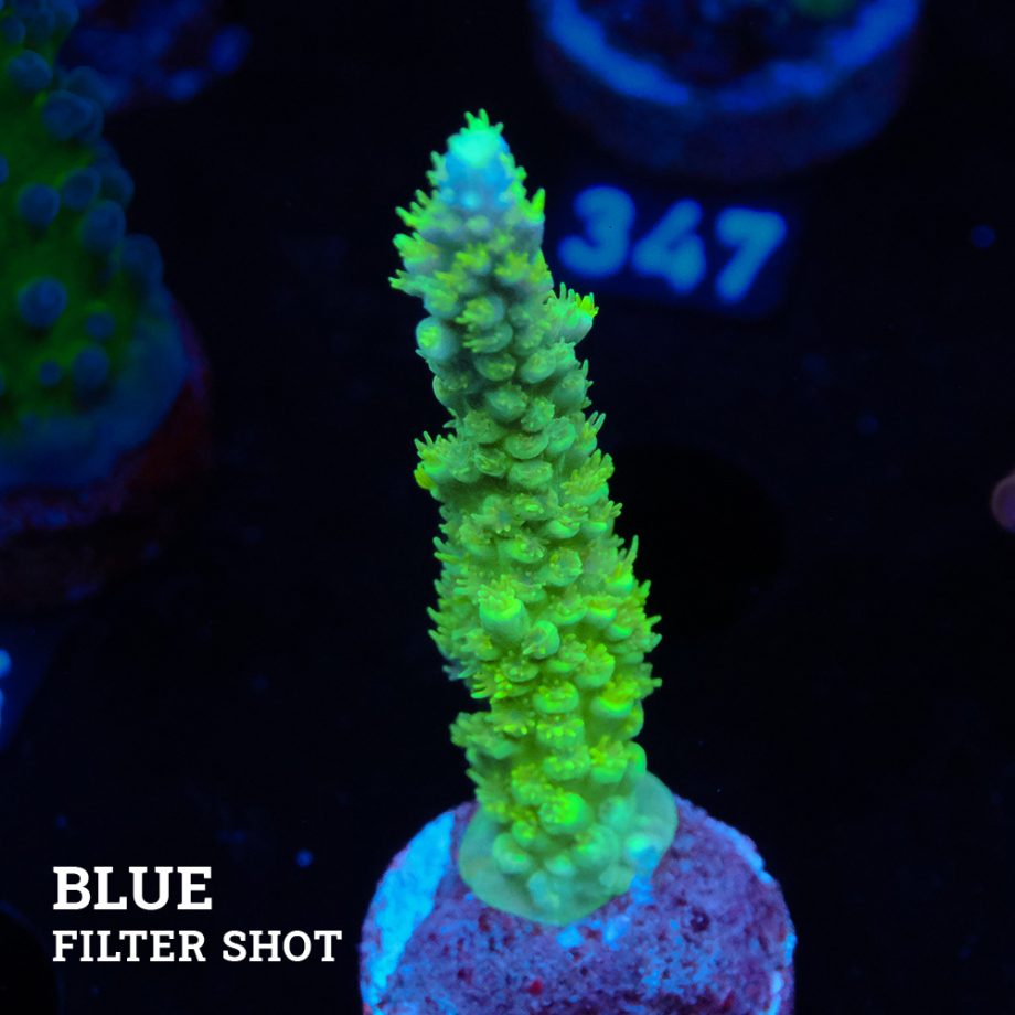 Acropora Chesterfieldensis