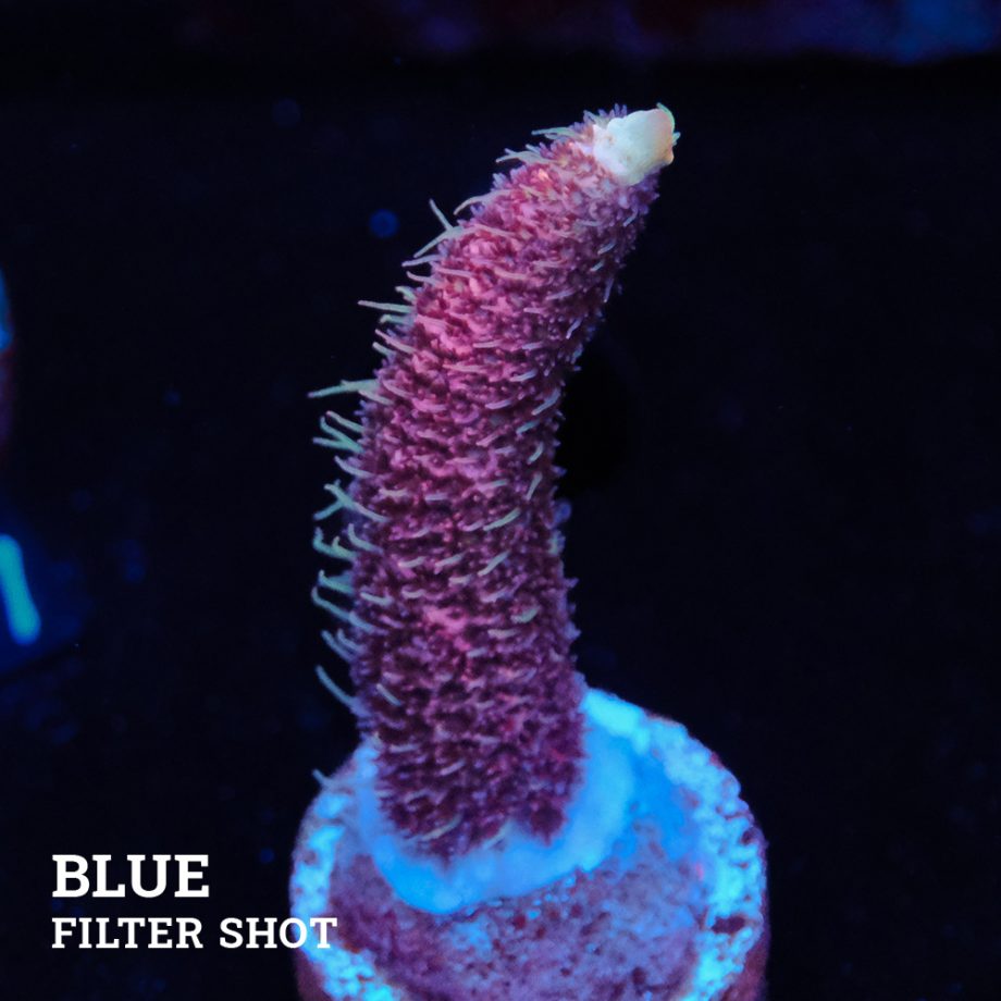 Acropora Millepora 'Pink'