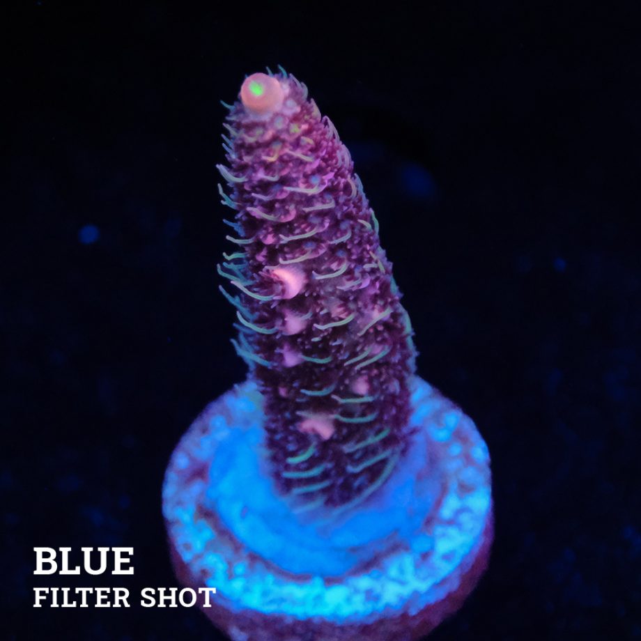 Acropora Millepora 'Rosa