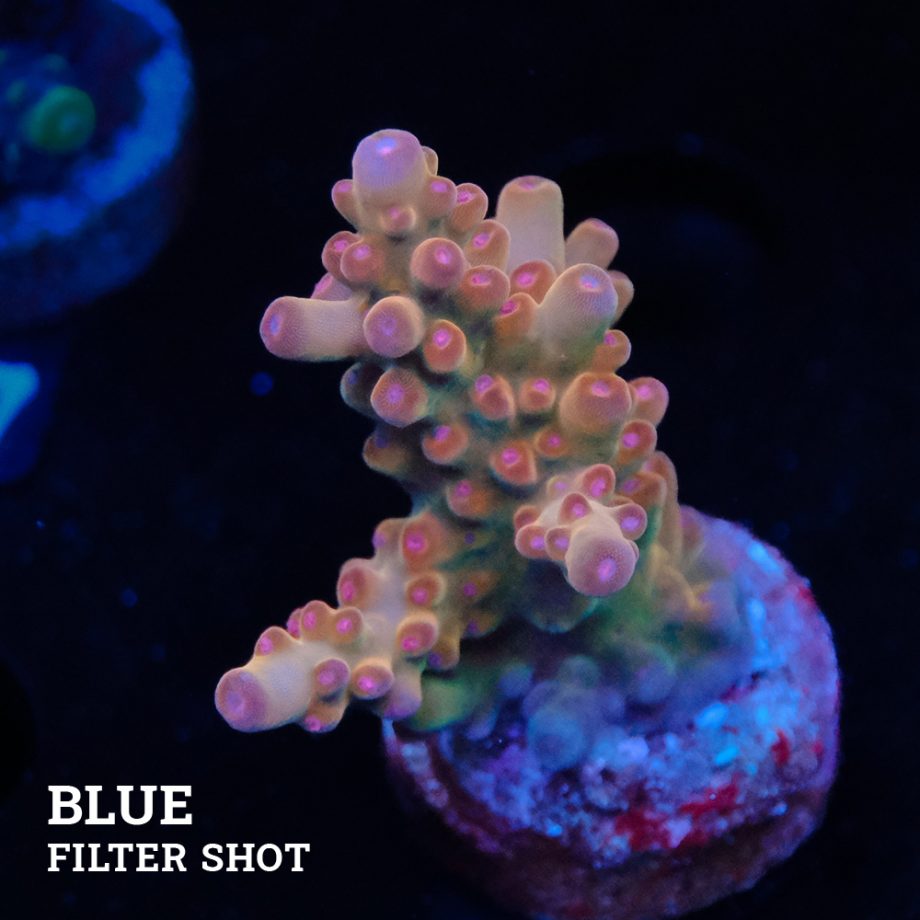 Acropora 'Bronce Fluo'