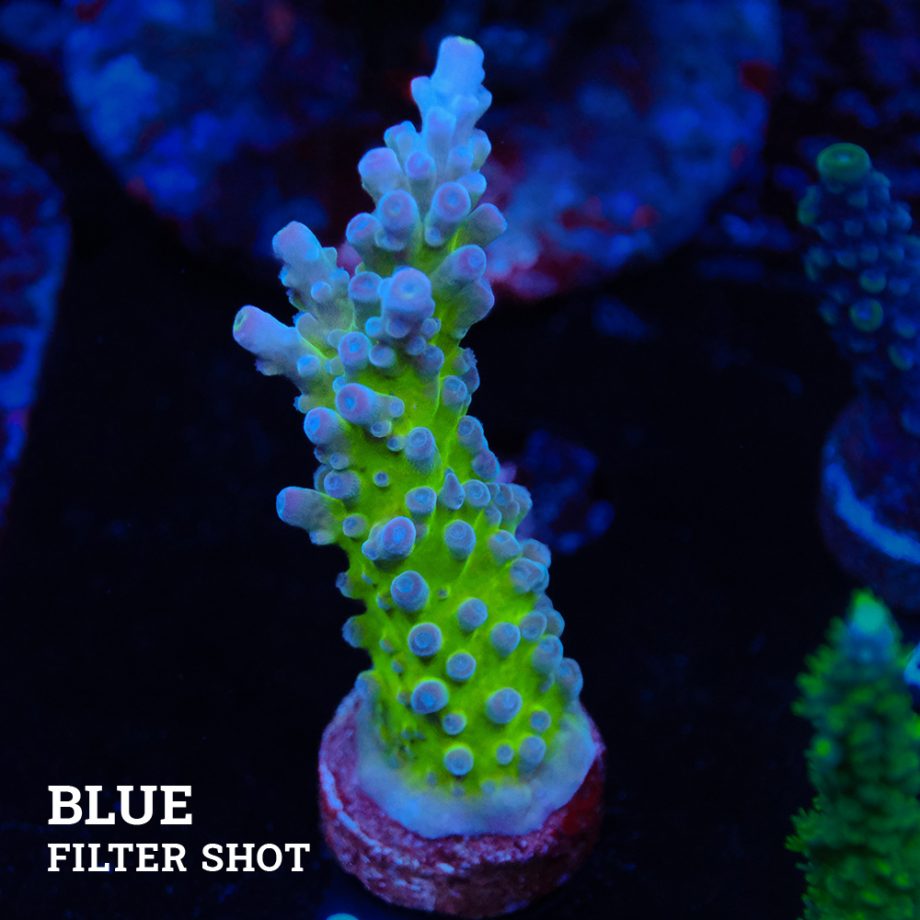 Acropora 'Electric Miyagi'