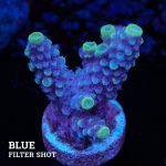Acropora Gimmifera 'Blue'