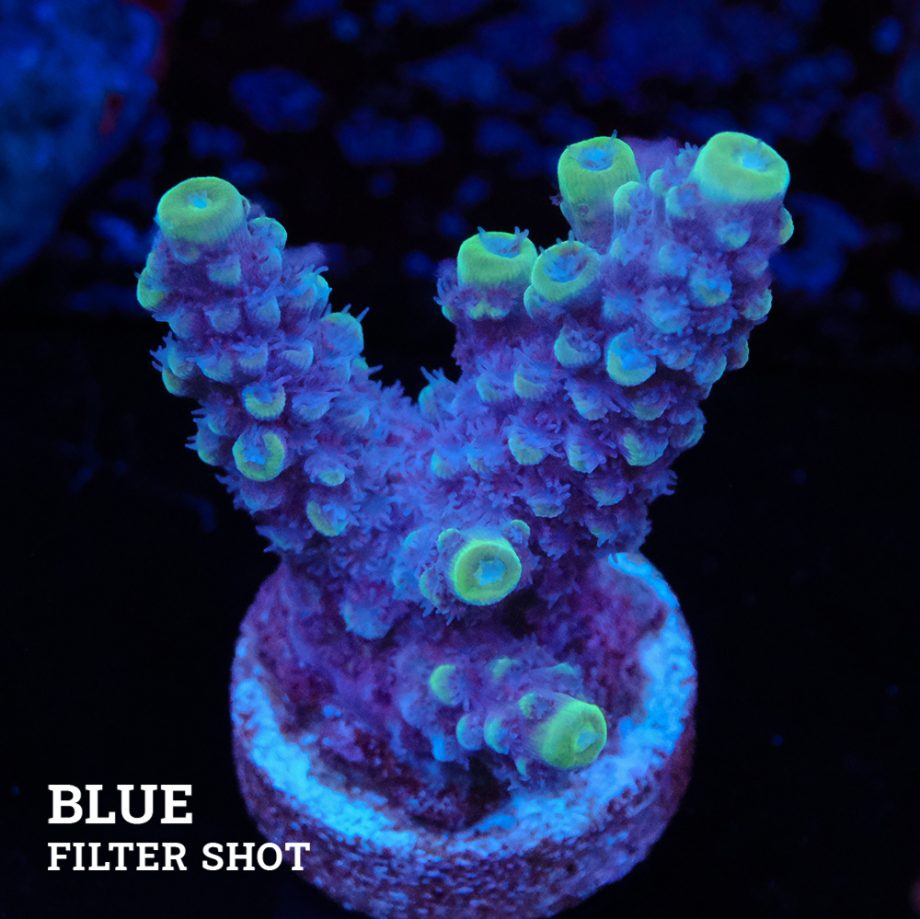 Acropora Gimmifera 'Azul