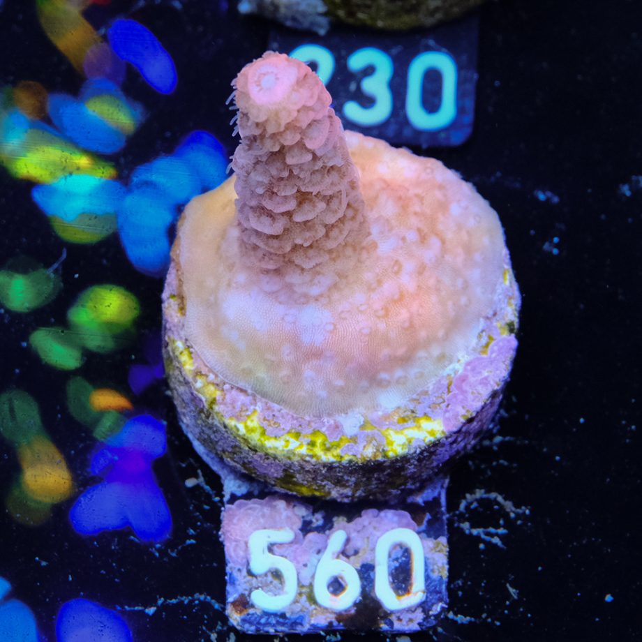 Acropora Millepora B-Ware