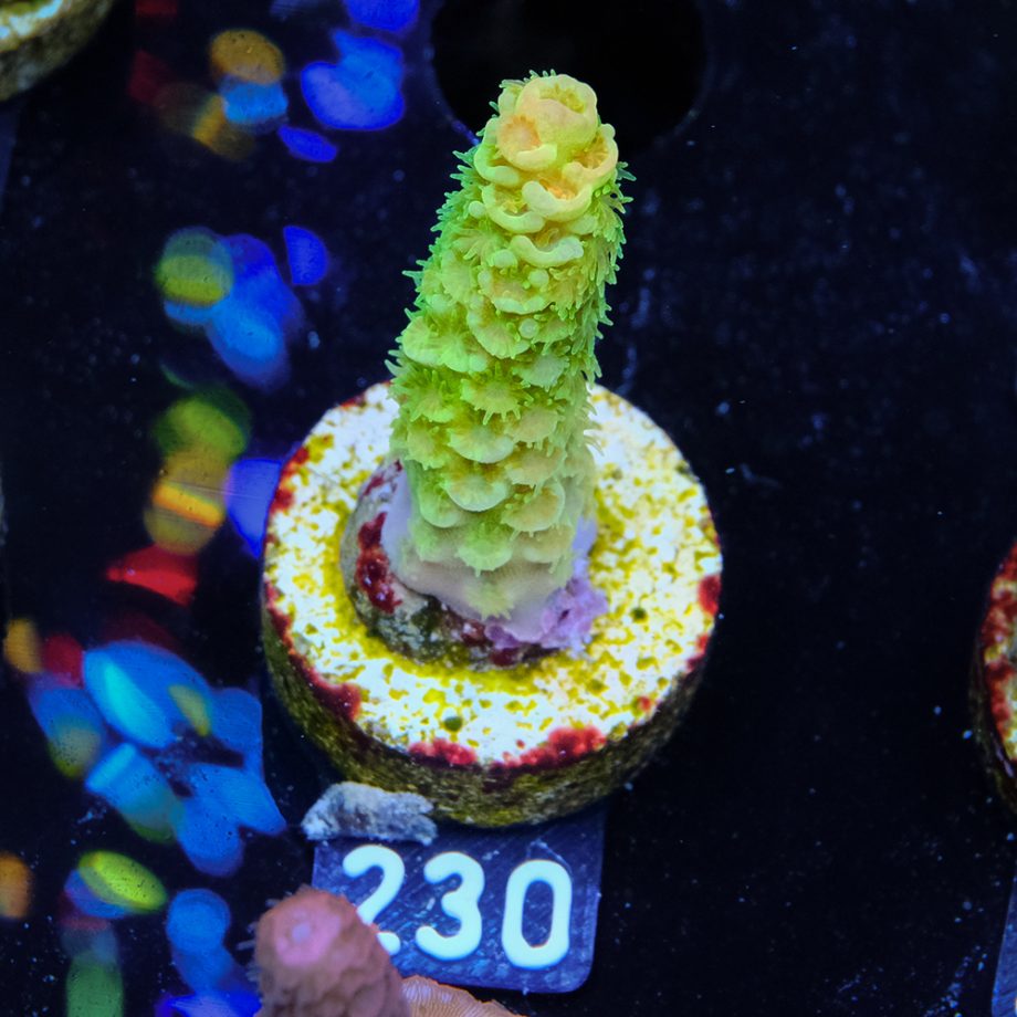 Acropora Tenuis 'Indo Green' (verde)