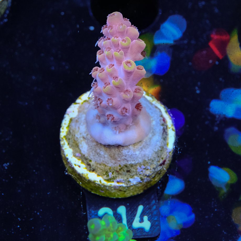 Acropora Rosaria 'Orange Tips'