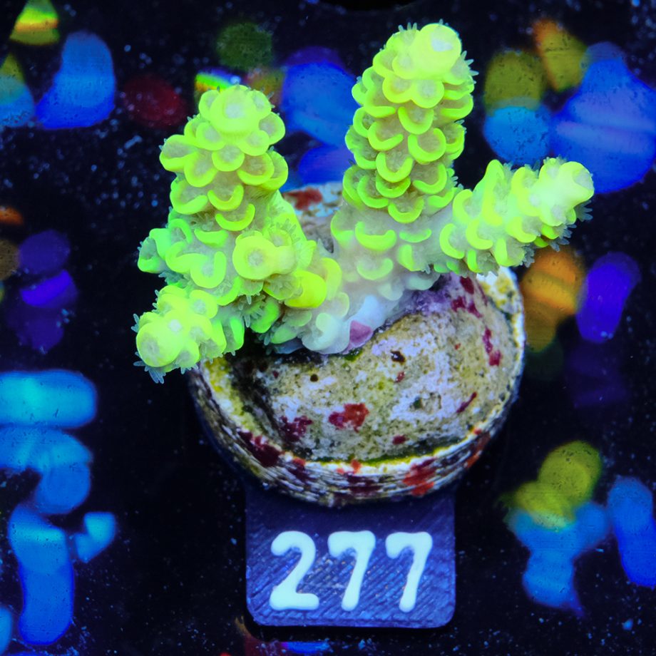 Acropora Tenuis 'Light Green'