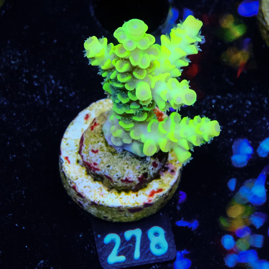 Acropora Tenuis 'Light Green'