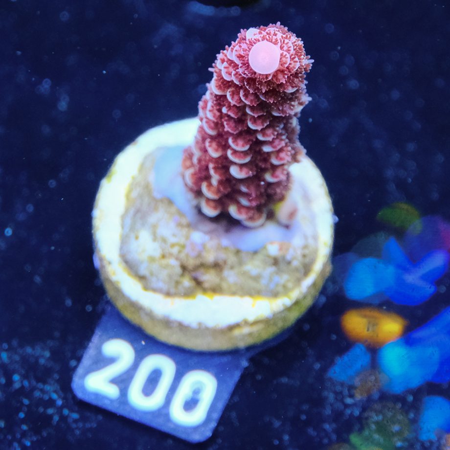 Acropora 'Fluo Bicolor II'