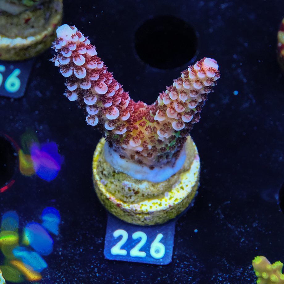 Acropora 'Fluo Bicolor II'