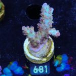 Acropora 'Aussi Fluo'