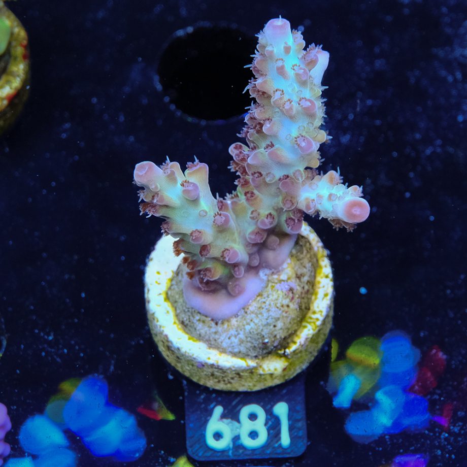 Acropora "Aussi Fluo