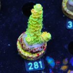 Acropora Tenuis 'Indo Green'