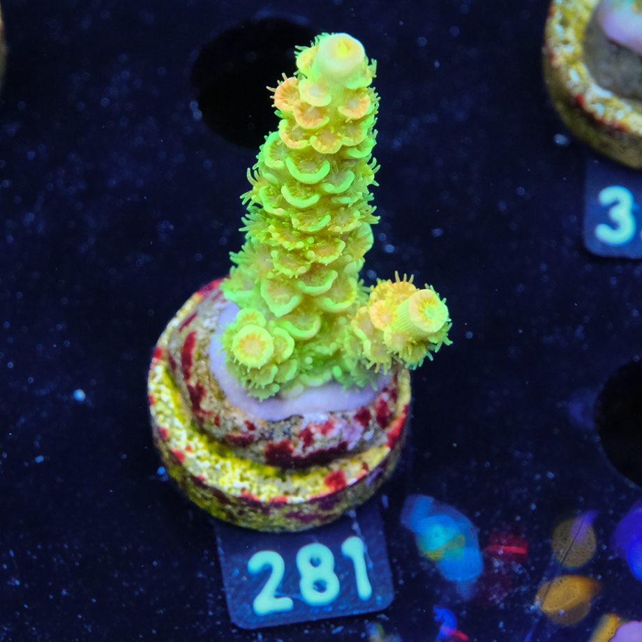 Acropora Tenuis 'Indo Green'