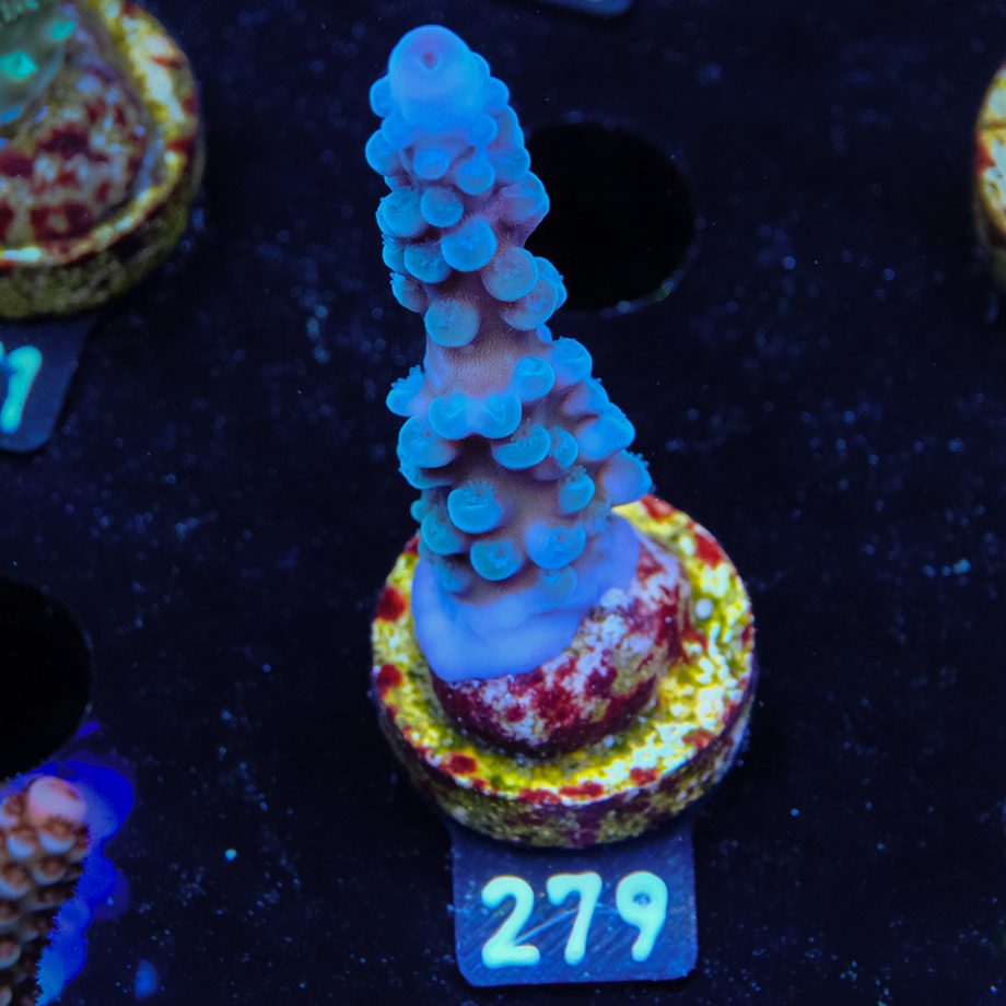 Acropora Gomezi