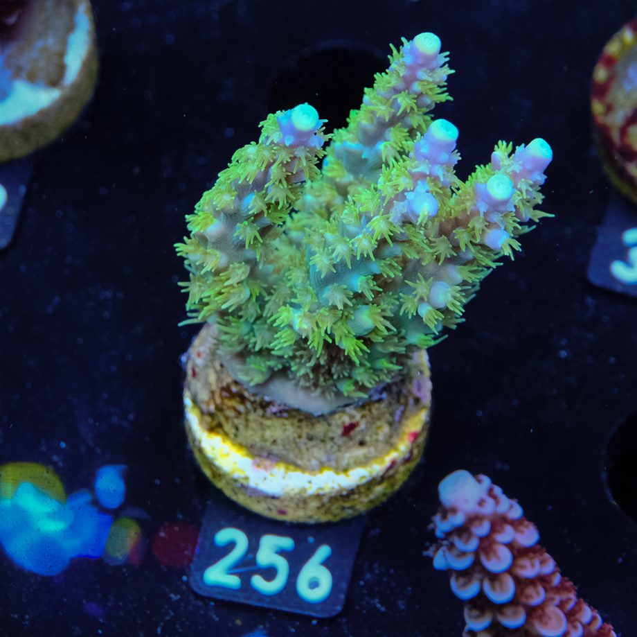 Acropora Chesterfieldensis