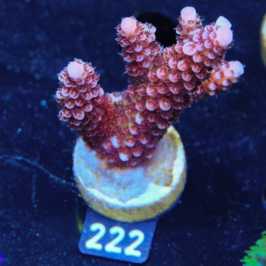 Acropora 'Fluo Bicolor II'