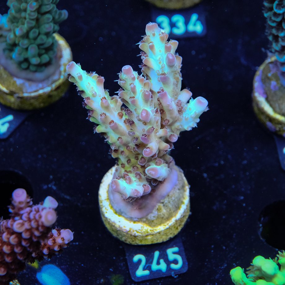 Acropora "Aussi Fluo