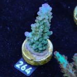 TK Purple Tips Stag
