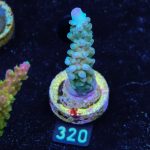 TK Purple Tips Stag