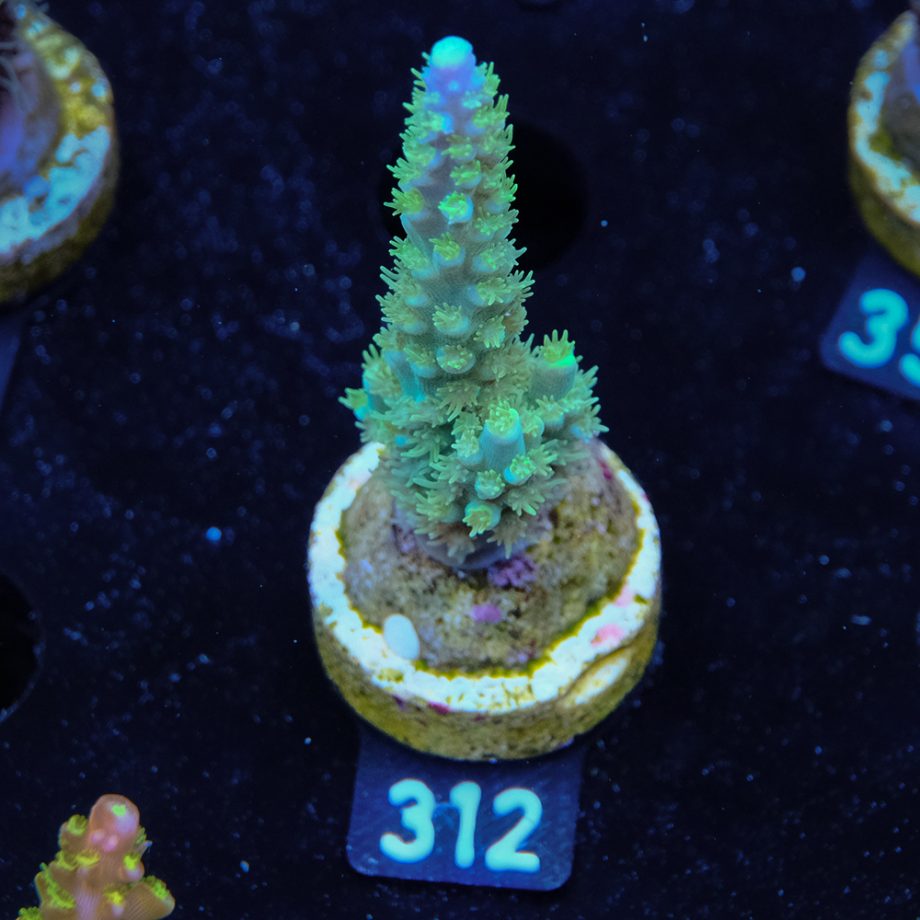 Acropora Chesterfieldensis