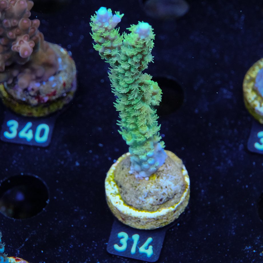 Acropora Chesterfieldensis