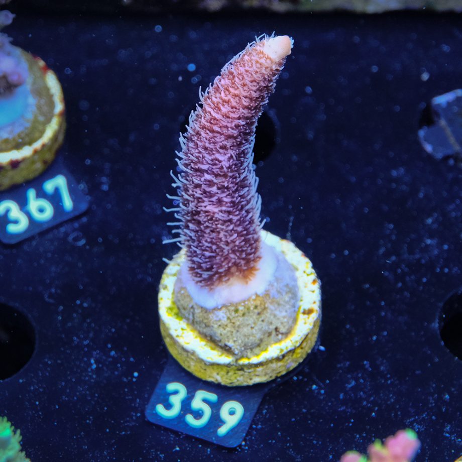 Acropora Millepora 'Pink'