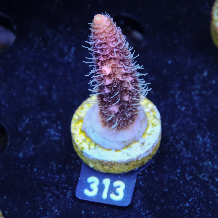 Acropora Millepora 'Rosa