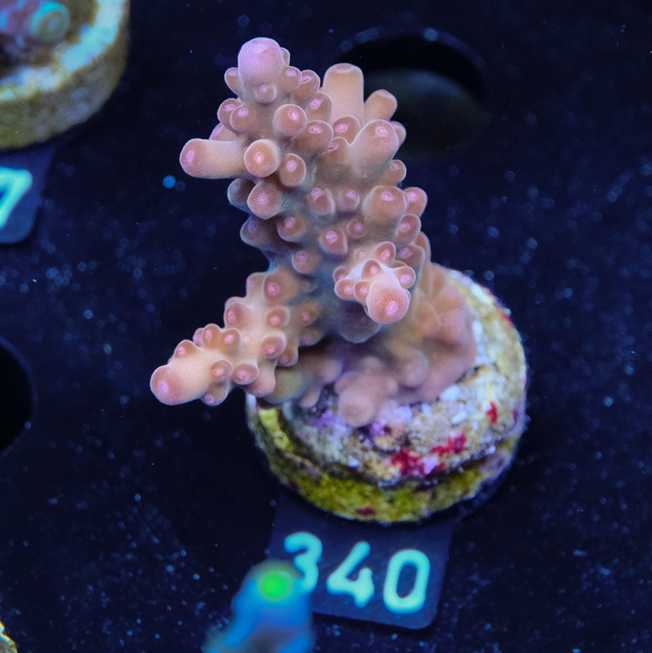 Acropora 'Bronce Fluo'