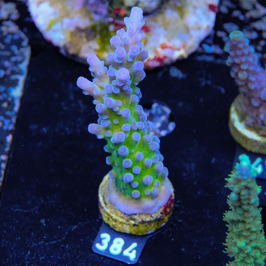 Acropora 'Electric Miyagi'