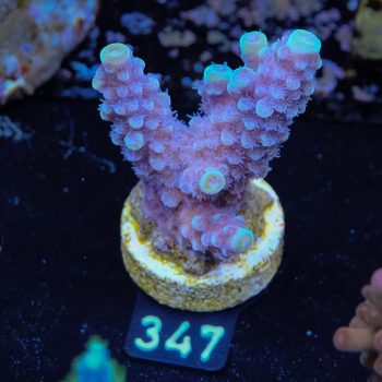 Acropora Gimmifera 'Blue