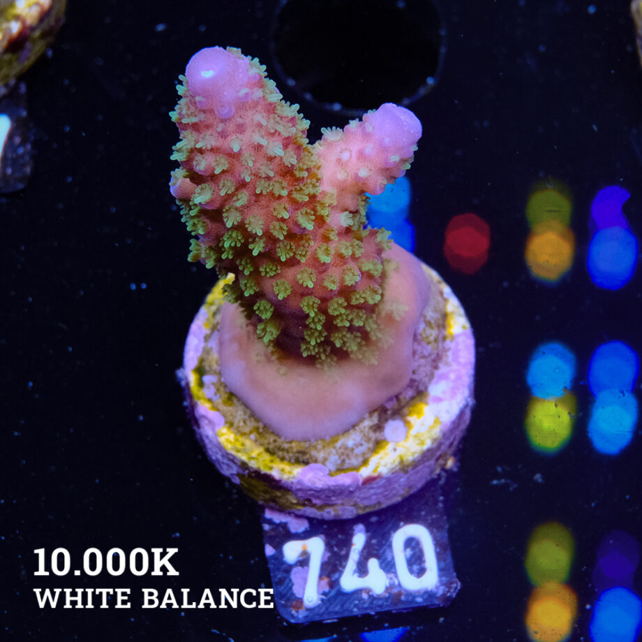 Acropora Gimmifera 'Rainbow' (Arco iris)