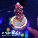 Acropora 'Fluo Bicolor II'