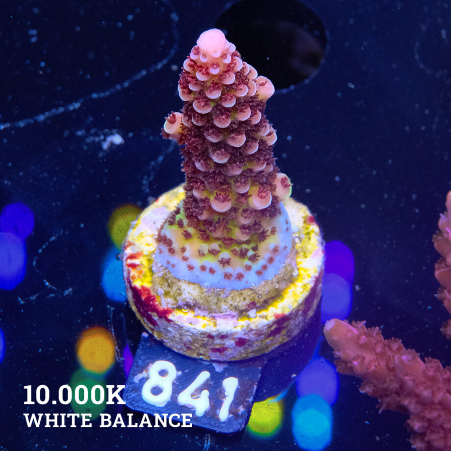Acropora 'Fluo Bicolor II