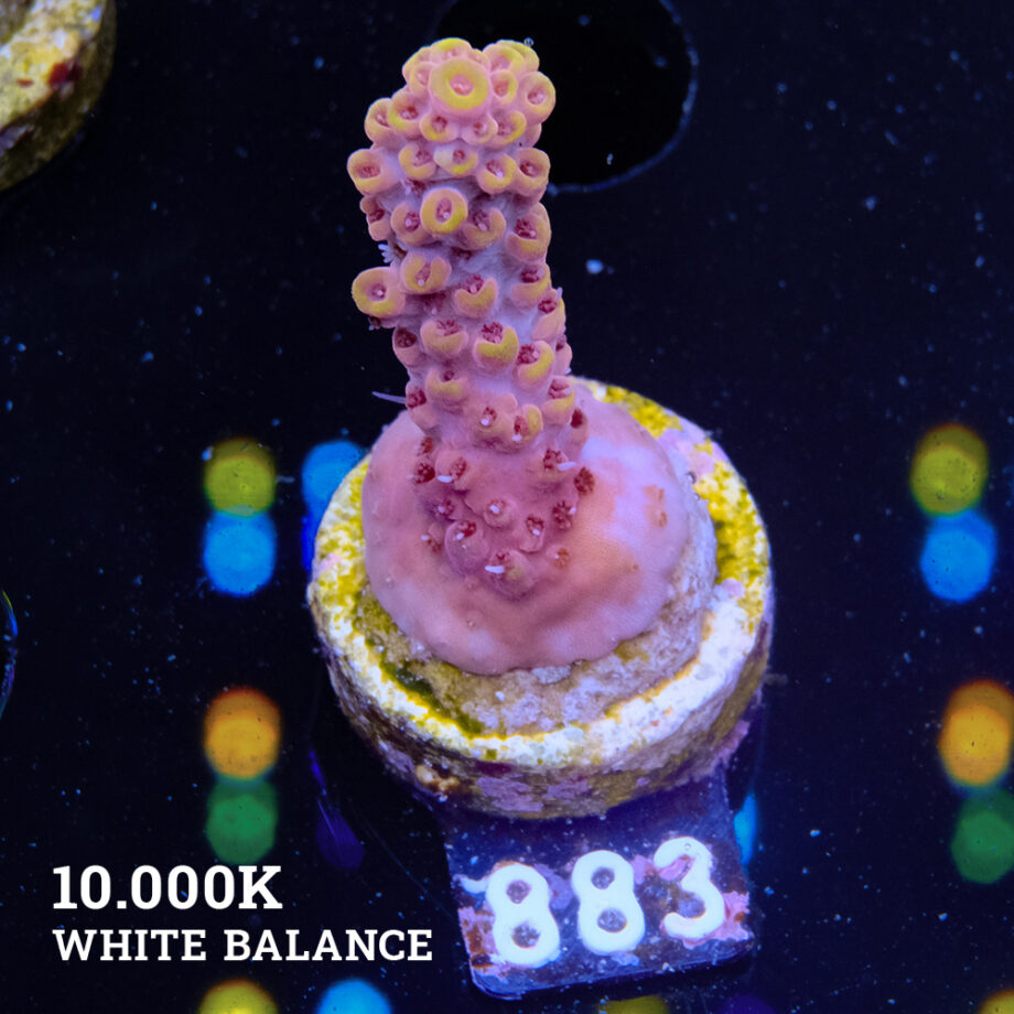 Acropora Rosaria 'Orangte Tips'