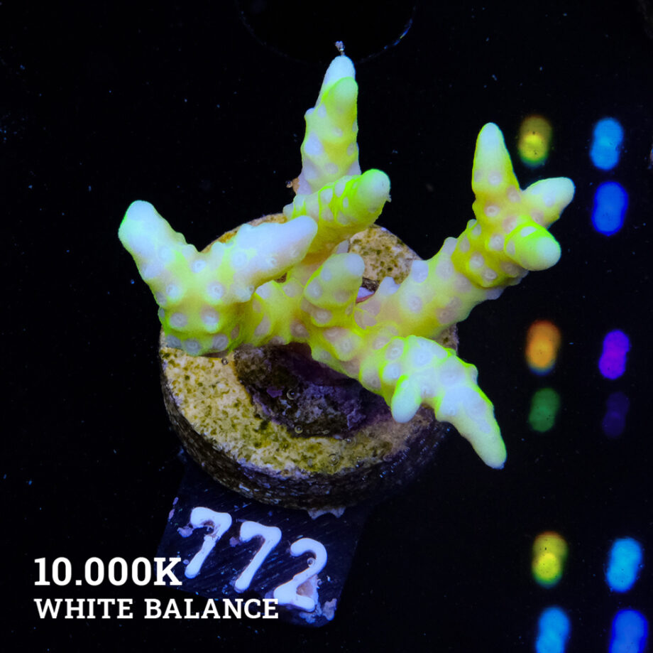 Anacropora 'Neon Green'