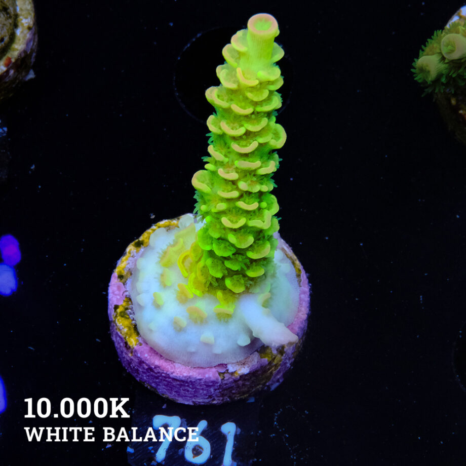 Acropora Tenuis 'Arco iris verde'