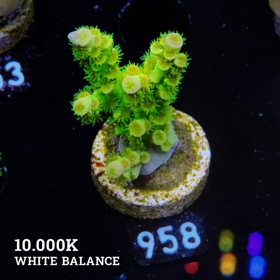 Acropora Tenuis 'Neon Green & Orange'