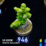 Acropora Tenuis 'Neon Green & Orange'