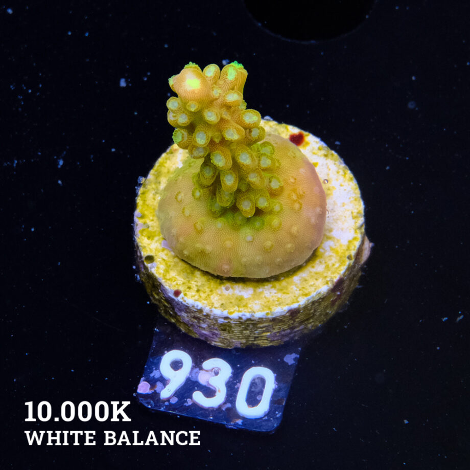 TK Mango Garden