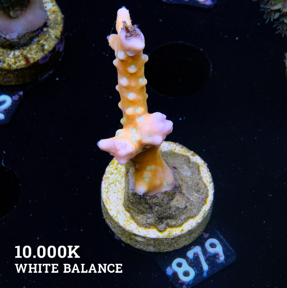 Anacropora 'Tropicana