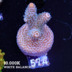 Acropora Millepora
