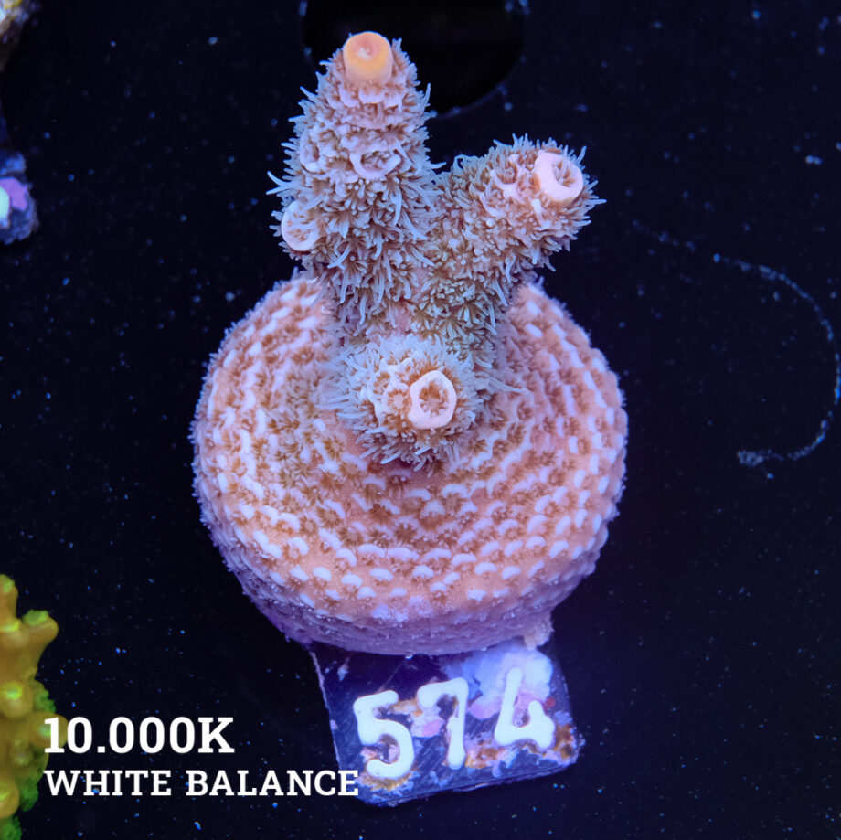 Acropora Millepora