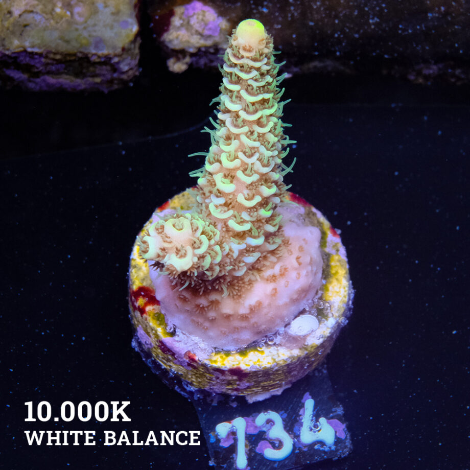 Acropora Millepora