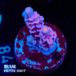 Acropora Tenuis 'Pink'
