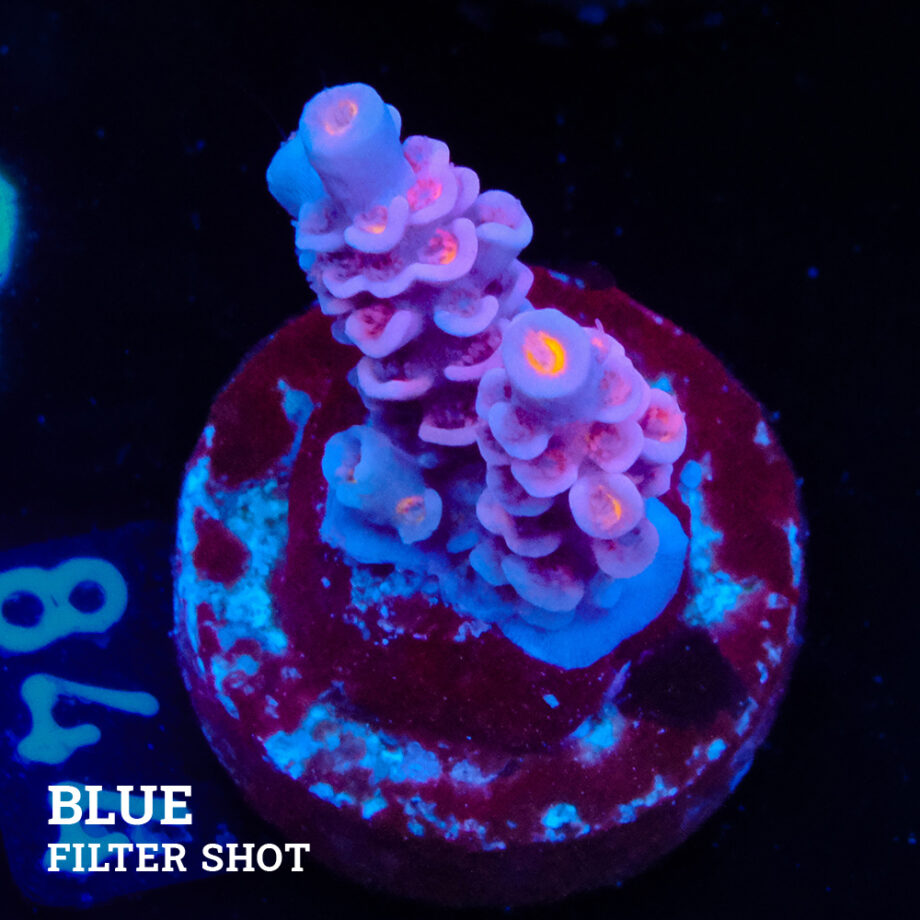 Acropora Tenuis 'Pink'