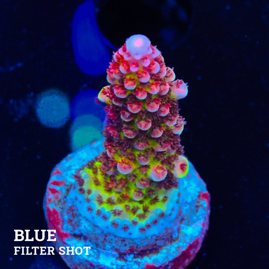 Acropora 'Fluo Bicolor II