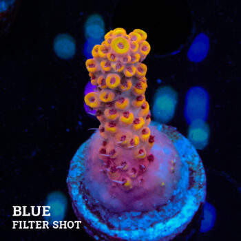 Acropora Rosaria 'Orangte Tips'