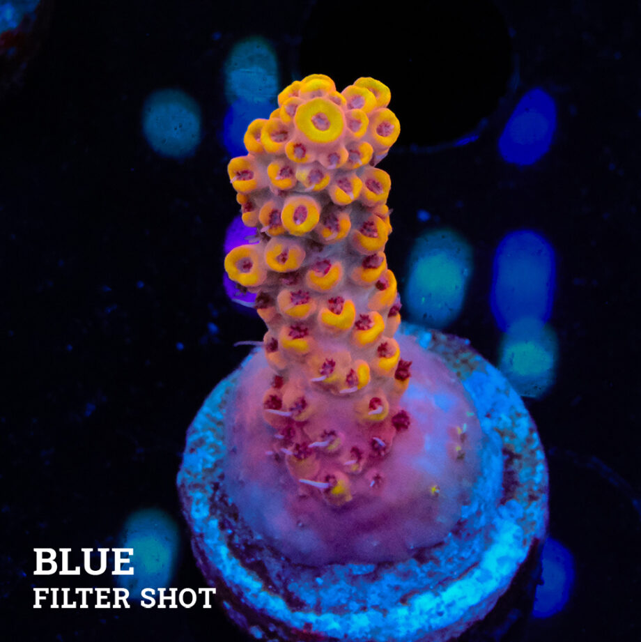 Acropora Rosaria 'Orangte Tips'